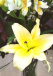 Kate | Ramo de Flores de Liliums